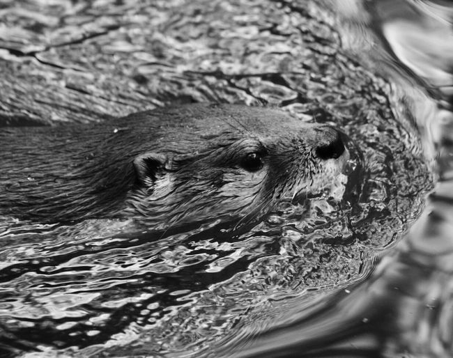 Close up of a bird