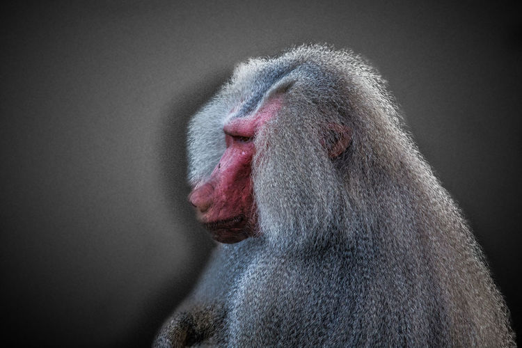 Close-up of hamadryas baboon against gray background