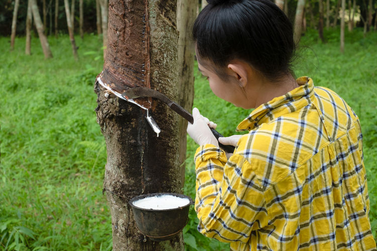 Woman extracting rubber from tree trunk 