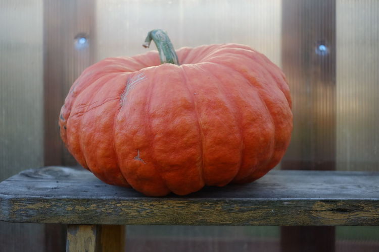 Close-up view of pumpkins on table