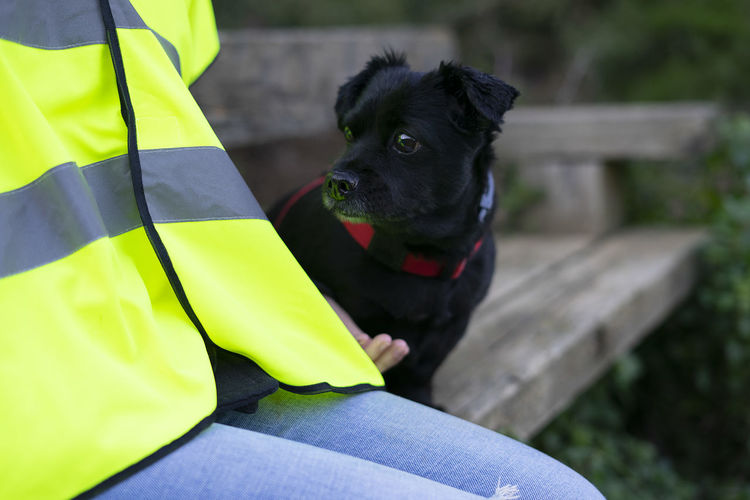 Black dog next to an animal volunteer woman.