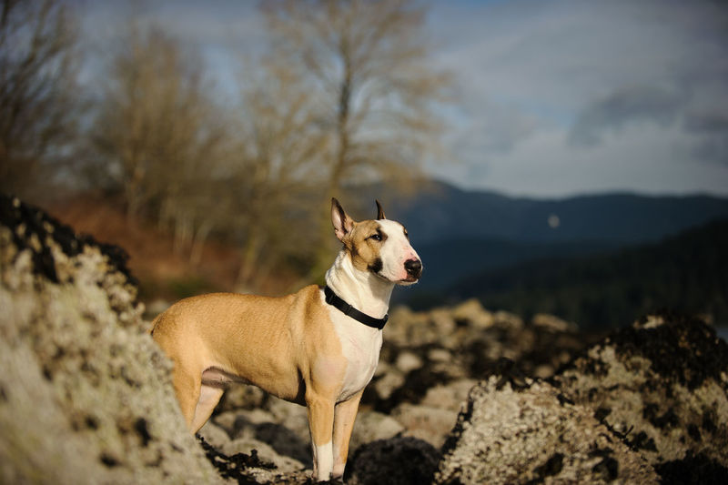 Dog standing on rock against sky