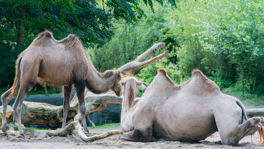Camels relaxing in forest