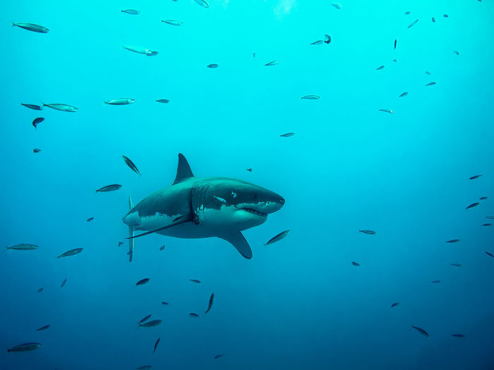 Great white shark and fish swimming in sea