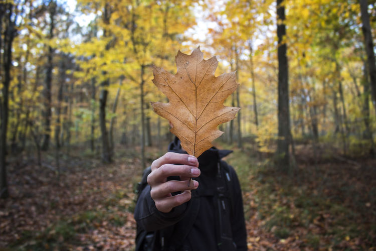 Close-up of hand holding maple leaf in forest