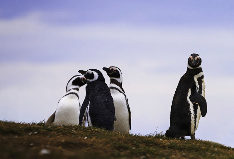 View of penguins against the sky