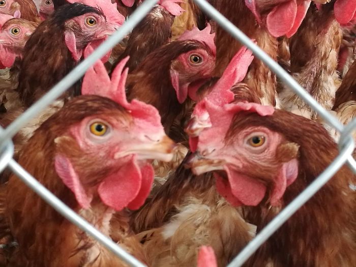 Close-up of chicken seen through chainlink fence