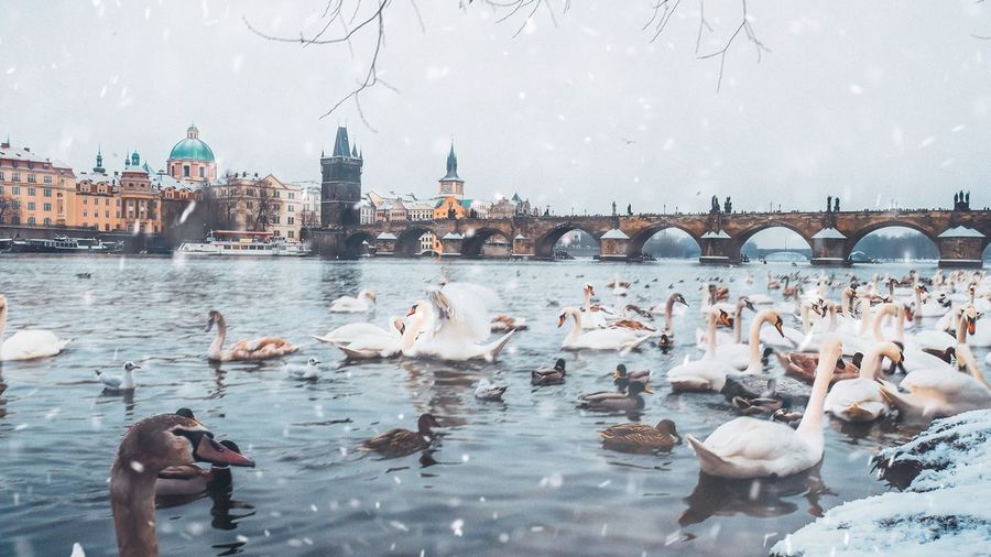 Swans on water