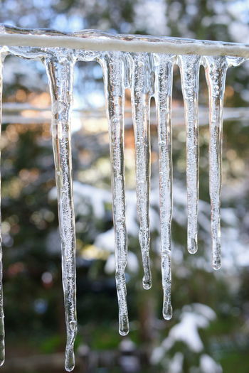 Close-up of icicles on plant during winter