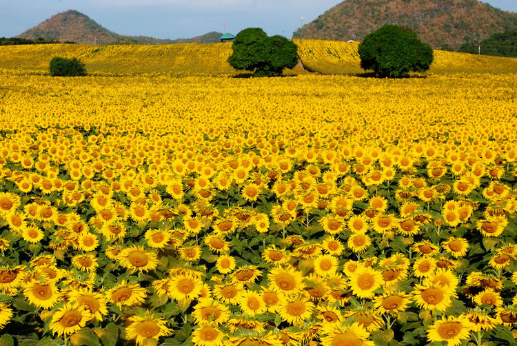 Scenic view of yellow flowering field