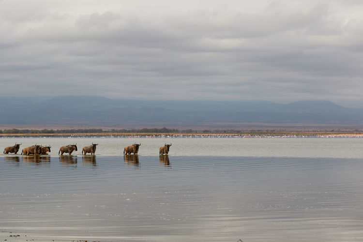 A herd of wildebeest standing in the water