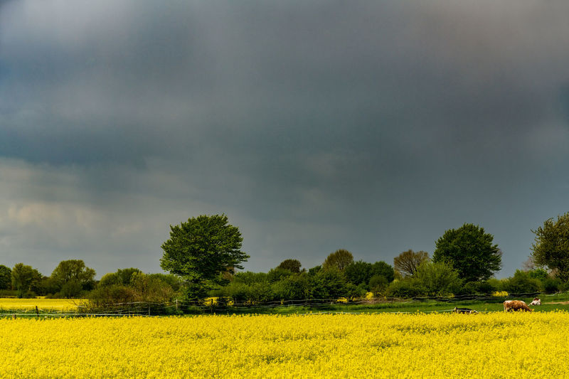 Scenic view of field against sky