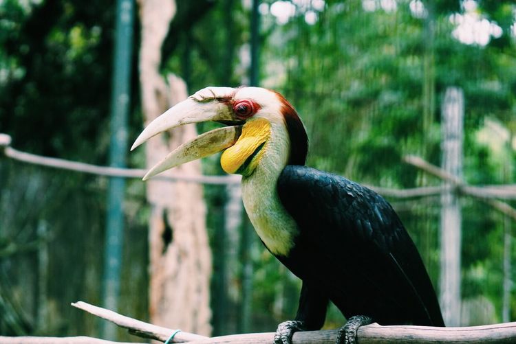 Close-up of hornbill perching on stick in cage at zoo