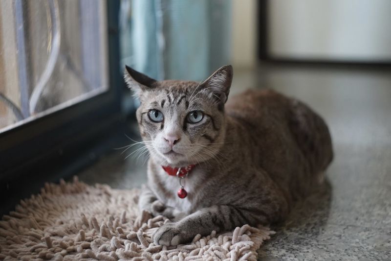 Portrait of tabby cat on rug at home