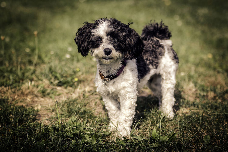 Portrait of dog standing on grassy land