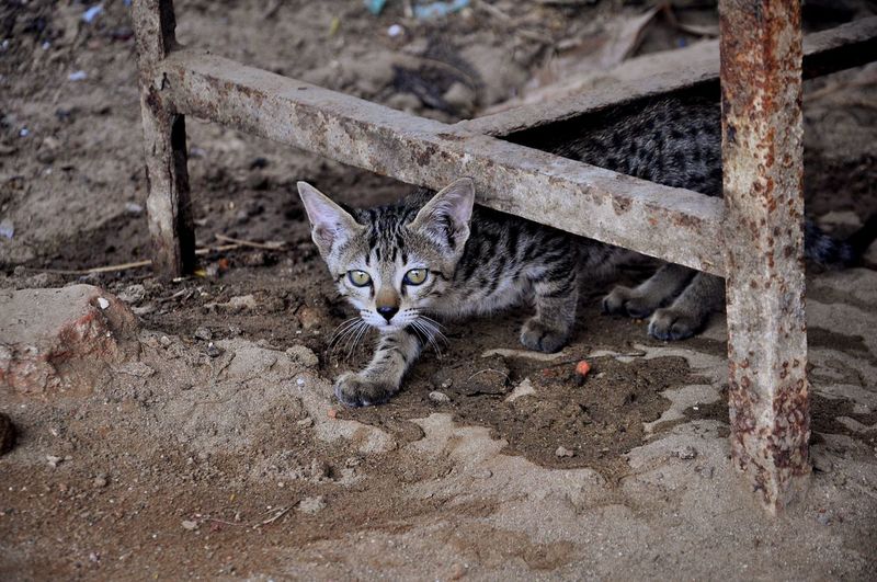 Portrait of tabby kitten under rusty metal on ground