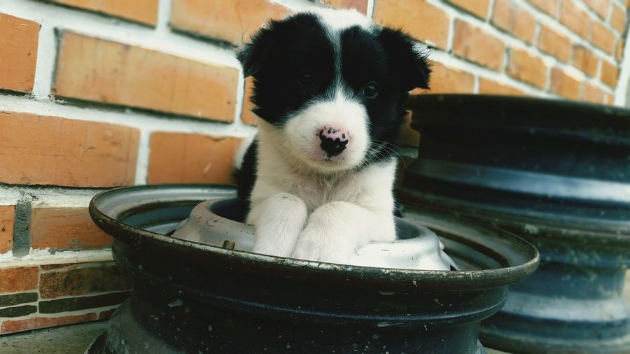 Portrait of cute puppy relaxing on wheel rim against brick wall