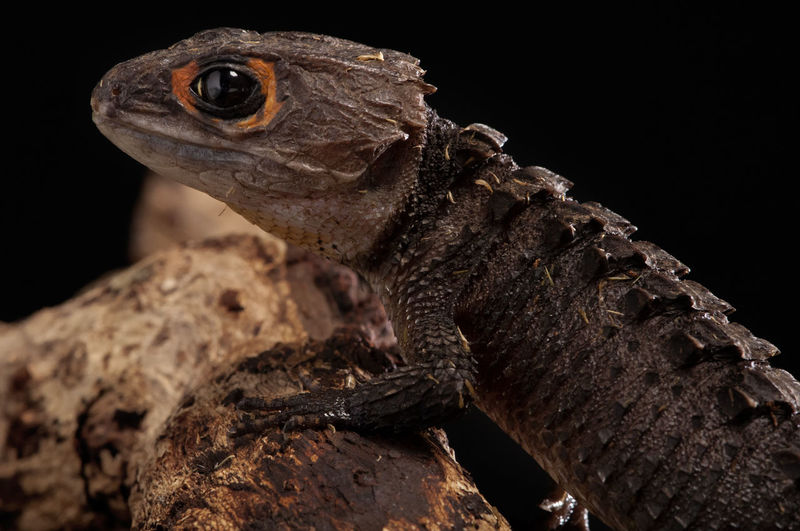 Crocodile skink close up shoot, isolated in black