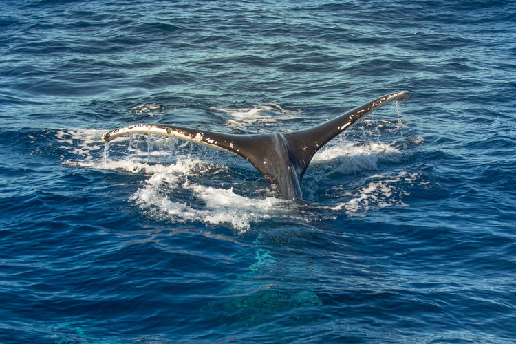 View of whale tail