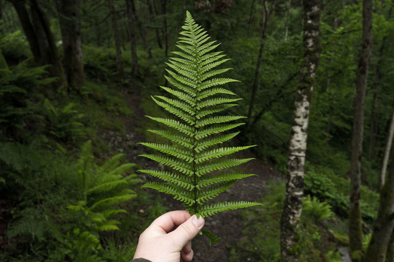 Cropped image of hand holding fern in forest