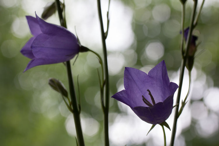 Close-up of purple iris