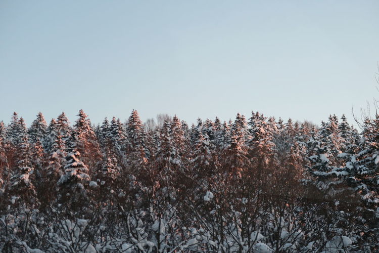 Plants growing on snow covered land against sky