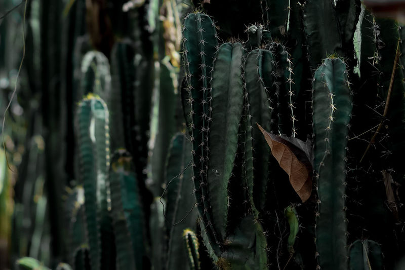 Close-up of succulent plant
