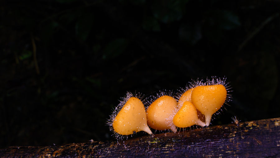 Orange mushroom fungus on branch in the tropical rainforest
