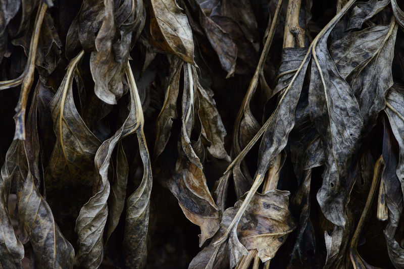 Close-up of dried leaves