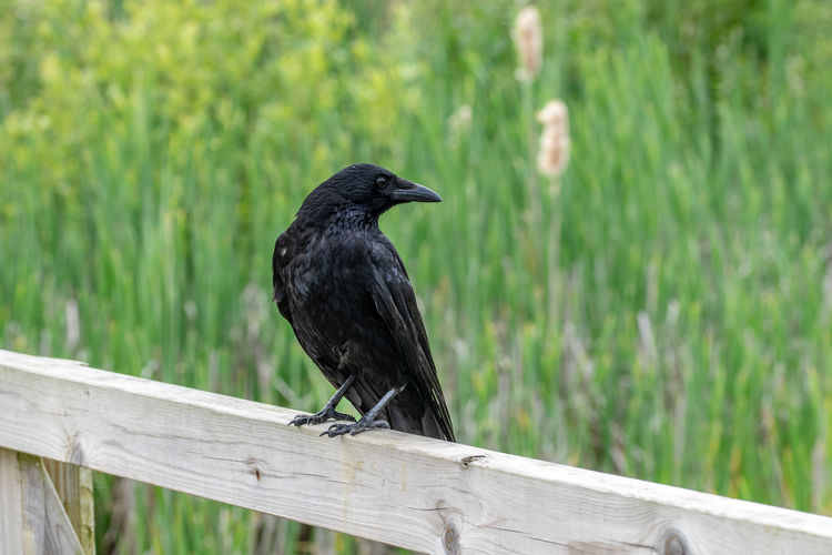 Crow perched on wooden fence looking over their shoulder