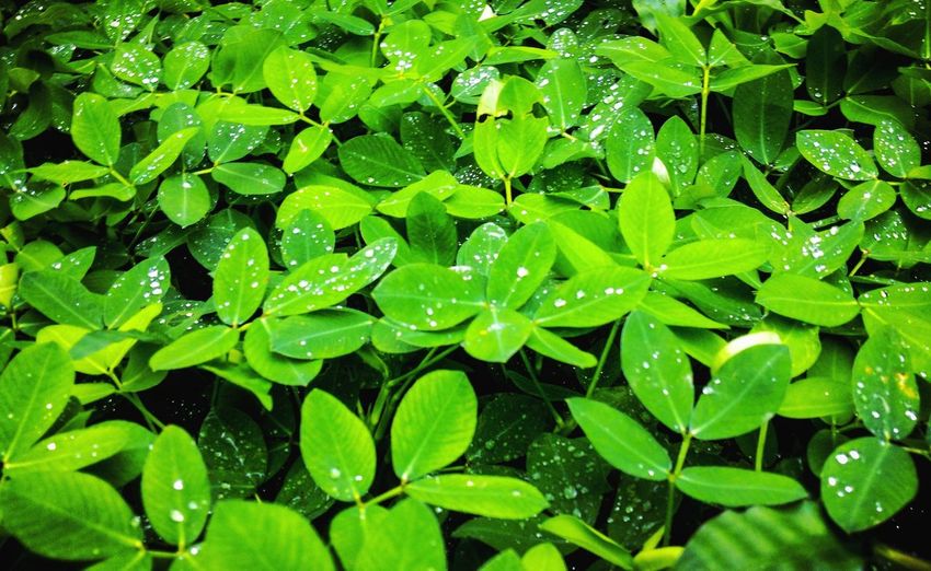 Close-up of wet plants