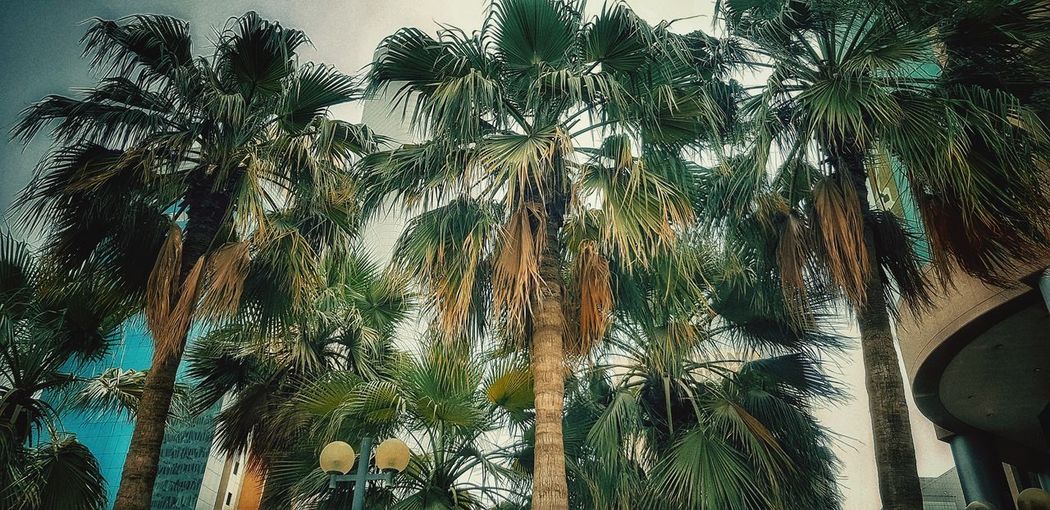 Low angle view of palm trees against sky