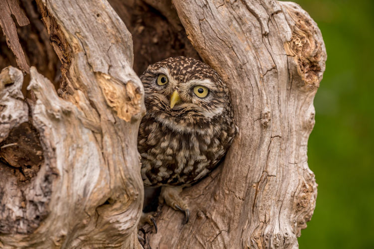 Close-up portrait of owl perching on tree trunk