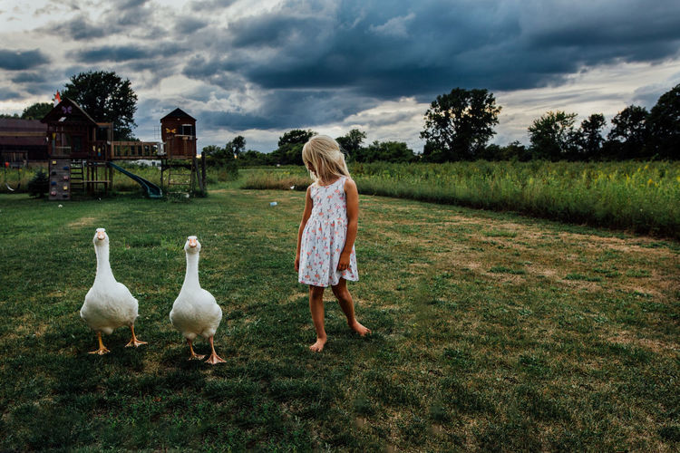 Young girl walking with big white farm geese in open yard