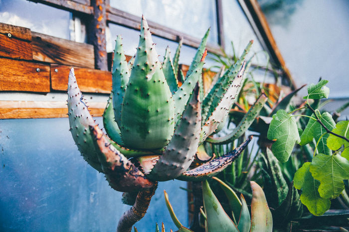 Cactuses growing in greenhouse