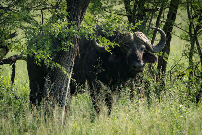 Cape buffalo by tree on grassy field
