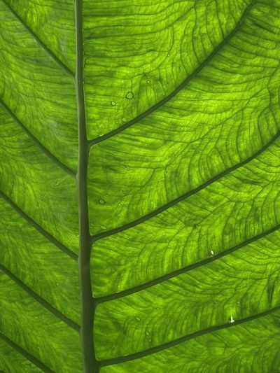 Full frame shot of leaf