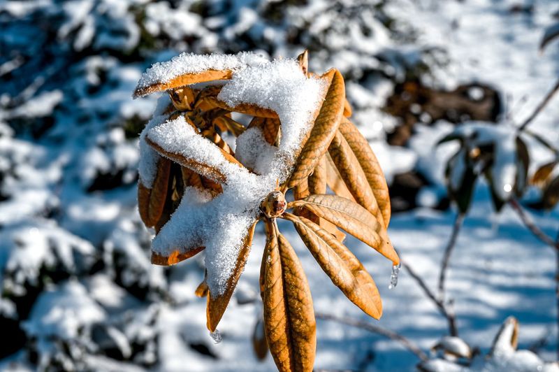 Close-up of dry leaves on snow covered plant