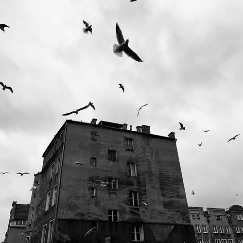 Low angle view of birds flying over building