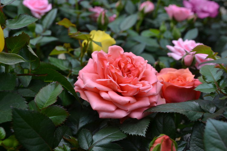 Close-up of pink roses