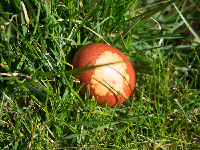 Close-up of orange mushroom growing in field