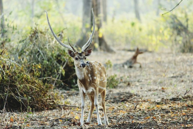 Close up of a deer in the forest