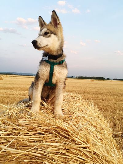 Alaskan malamute on hay bales against agricultural field