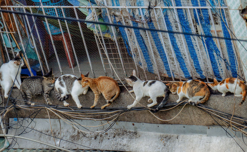 View of cat in cage