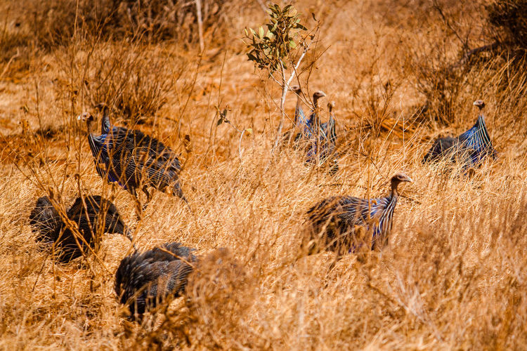 Vulturine guinea fowls on field at tsavo east national park