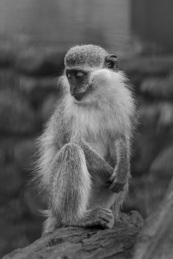 Close-up of monkey