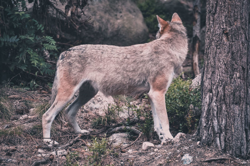 Side view of wolf standing in forest