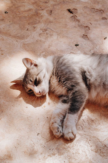 Close-up of cat lying on floor