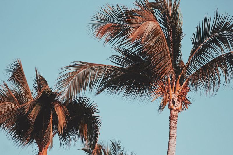 Low angle view of palm trees against clear sky