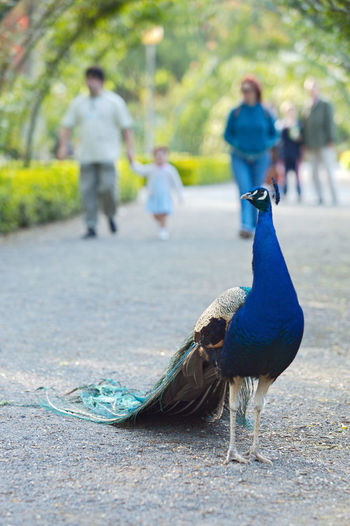 Peacock walking on footpath in park